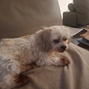 Home Owner wanting sitter in gold coast, Queensland