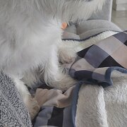 Home Owner wanting sitter in Perth, Western Australia