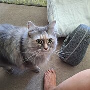 Home Owner wanting sitter in Sydney, New South Wales