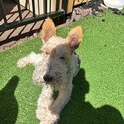 Home Owner wanting sitter in Geelong, Victoria