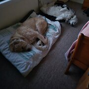 Home Owner wanting sitter in Brisbane, Queensland