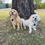 Home Owner wanting sitter in Gosford, New South Wales