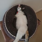 Home Owner wanting sitter in , Victoria