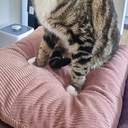 Home Owner wanting sitter in Melbourne, Victoria