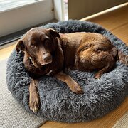 Home Owner wanting sitter in Melbourne, Victoria