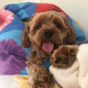 Home Owner wanting sitter in Canberra, Australian Capital Territory