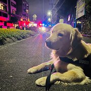 Home Owner wanting sitter in Melbourne City , Victoria