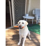 Home Owner wanting sitter in Canberra, Australian Capital Territory