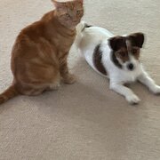 Home Owner wanting sitter in , New South Wales