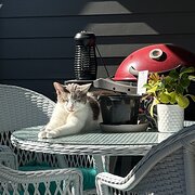 Home Owner wanting sitter in Brisbane, New South Wales