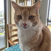 Home Owner wanting sitter in Hobart, Tasmania