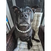 Home Owner wanting sitter in Palm Beach, Queensland