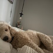 Home Owner wanting sitter in , South Australia