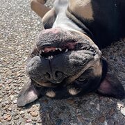 Home Owner wanting sitter in Brisbane, Queensland