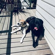 House Sitter - Your Pet's Best Friend