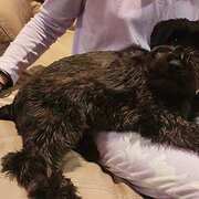 Home Owner wanting sitter in , Australian Capital Territory