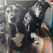 Home Owner wanting sitter in Melbourne, Victoria