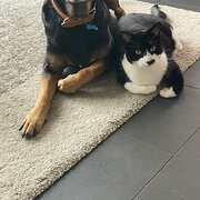 Home Owner wanting sitter in Melbourne, Victoria