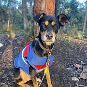 Home Owner wanting sitter in Melbourne, Victoria