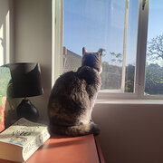 Home Owner wanting sitter in Melbourne, Victoria