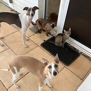 Home Owner wanting sitter in Sydney, New South Wales