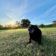 Home Owner wanting sitter in , New South Wales