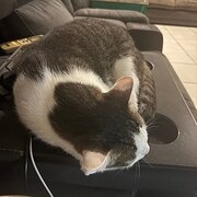 Home Owner wanting sitter in Cairns, Queensland