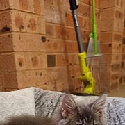 Home Owner wanting sitter in Sydney, New South Wales