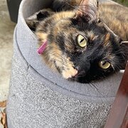 Home Owner wanting sitter in Caloundra, Queensland