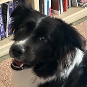 Home Owner wanting sitter in Perth, Western Australia