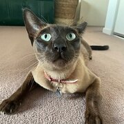 Home Owner wanting sitter in , Victoria