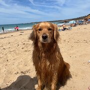 Home Owner wanting sitter in East Geelong, Victoria