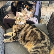 Home Owner wanting sitter in Perth, Western Australia