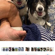 Home Owner wanting sitter in , Australian Capital Territory