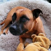 Home Owner wanting sitter in , Queensland