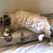 Home Owner wanting sitter in Sydney, New South Wales