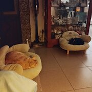 Home Owner wanting sitter in Goulburn, New South Wales