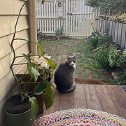 Home Owner wanting sitter in Geelong, Victoria