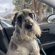 Home Owner wanting sitter in , Victoria