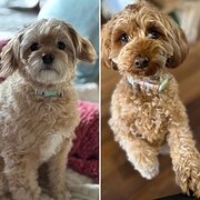 Home Owner wanting sitter in , Western Australia