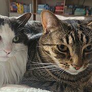 Home Owner wanting sitter in , New South Wales