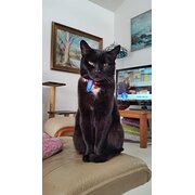 Home Owner wanting sitter in Boronia, Victoria