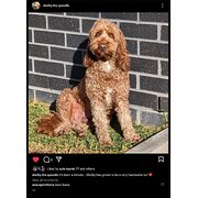 Home Owner wanting sitter in Brisbane, Queensland