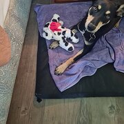 Home Owner wanting sitter in 16km from Innisfail, 55km from Cairns, Queensland