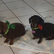 Home Owner wanting sitter in Wagga Wagga , New South Wales