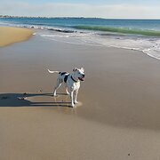 Home Owner wanting sitter in Mandurah, Western Australia