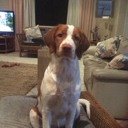 Home Owner wanting sitter in Cairns, Queensland