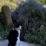 Home Owner wanting sitter in Perth, Western Australia