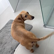 Home Owner wanting sitter in , Western Australia