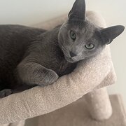 Home Owner wanting sitter in Maroochydore, Queensland